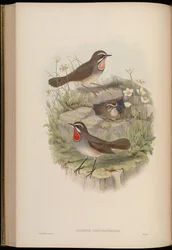 Calliope camtschatkensis = Luscinia calliope camtschatkensis []